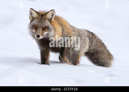 Kreuzfuchs im Schnee Stockfoto