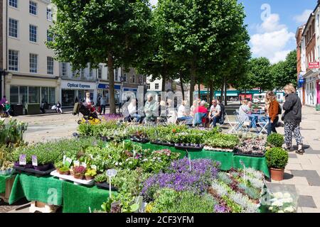Blumen und Pflanzen Stand Shambles Market, Jubbergate, York, North Yorkshire, England, Vereinigtes Königreich Stockfoto