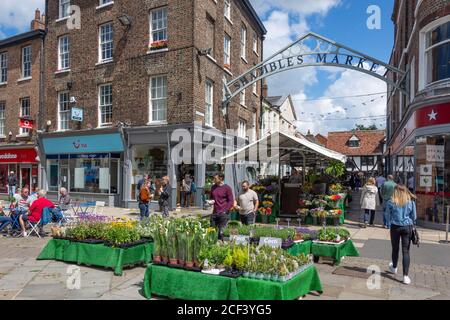 Blumen und Pflanzen Stand Shambles Market, Jubbergate, York, North Yorkshire, England, Vereinigtes Königreich Stockfoto