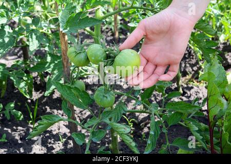 Tomate mit Kupfersulfat besprüht ist dies Prävention von phytophthora. Stockfoto