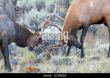 Stierelelch kämpft Stockfoto