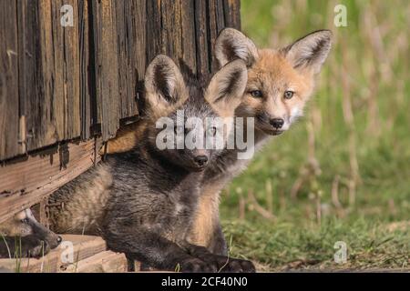 Red fox Kits Stockfoto