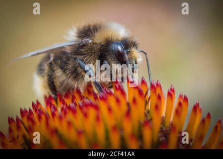 Honigbiene sammelt Nektar aus einem Kornblumenkopf Stockfoto