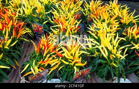 Rote gelbe und orange Frucht auf dekorativen Topfpflanzen von Chili Medusa in einem Gartencenter Stockfoto