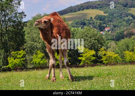 Dromedary Camel auch Somali oder Arabian Camel in Czech Farm Park genannt. Camelus dromedarius mit einem Hummel an sonnigen Tagen. Stockfoto