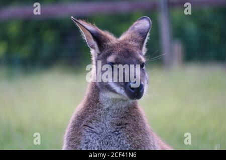 Nahaufnahme des Rothalswallaby oder Bennett's Wallaby (Macropus Rufograiseus) im Tschechischen Bauernhofpark. Kopfporträt von niedlichen braunen tasmanischen Wallaby. Stockfoto