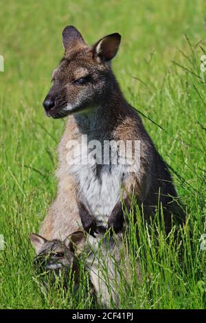 Das Rothalswallaby oder Bennett's Wallaby (Macropus Rufograiseus) steht im Gras mit seinem Baby (Joey) in Pouch im Tschechischen Bauernhofpark. Stockfoto