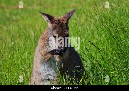 Nahaufnahme des Rothalswallaby oder Bennett's Wallaby (Macropus Rufograiseus), die im Gras mit Klauen Händen im Tschechischen Bauernhofpark stehen. Stockfoto