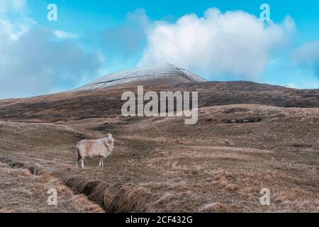 Wollige Schafe grasen auf trockenem Gras von hügeligem Gelände auf wolkiger Tag auf den Färöern Stockfoto