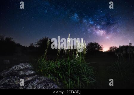Von unten schöne Blumen in einem schönen dunklen Himmel mit Viele kleine Sterne-Glanz Stockfoto