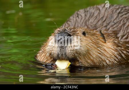 Nahaufnahme eines wilden Bibers 'Castor canadensis', der in seinem Biberteich im ländlichen Alberta in Kanada ein Stück Rinde frisst. Stockfoto