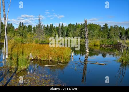 Ein horizontales Bild eines aktiven Biberteiches im ländlichen Alberta Kanada. Stockfoto