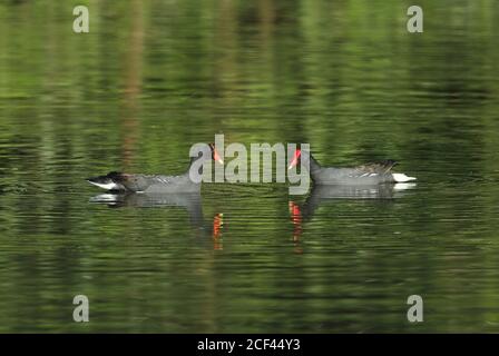 Gallinule (Gallinula galeata galeata) Fütterung am See REGUA, Atlantischer Regenwald, Brasilien Juli Stockfoto