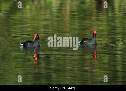 Gallinule (Gallinula galeata galeata) Fütterung am See REGUA, Atlantischer Regenwald, Brasilien Juli Stockfoto