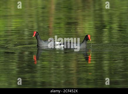 Gallinule (Gallinula galeata galeata) Fütterung am See REGUA, Atlantischer Regenwald, Brasilien Juli Stockfoto