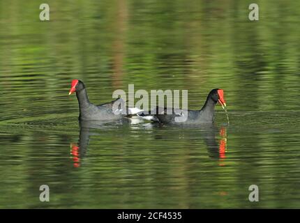 Gallinule (Gallinula galeata galeata) Fütterung am See REGUA, Atlantischer Regenwald, Brasilien Juli Stockfoto