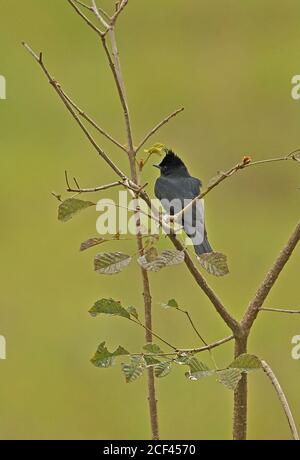 Crested Black-Tyrann (Knipolegus lophotes) Erwachsener auf Zweig Atlantic Regenwald, Brasilien Juni Stockfoto