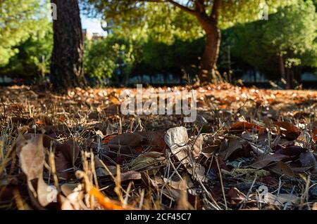 Im Herbst Laub auf dem Boden Stockfoto