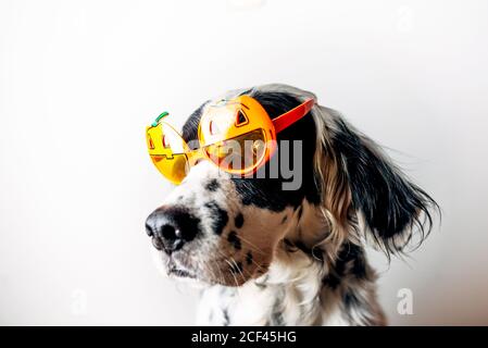 Niedlicher englischer Setter in hellen Halloween-Brillen, der sich absieht Weißer Hintergrund Stockfoto