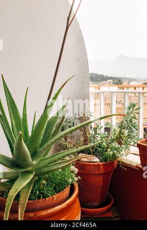 Von oben riesige wachsende Aloe Vera Pflanze in Keramik Topf Balkon im Apartment gegen Stadtbild Stockfoto