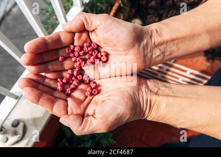 Anonyme weibliche Pflanzen Samen im Garten Stockfoto