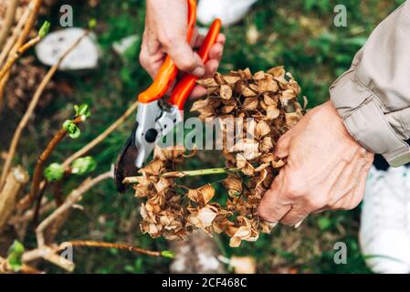 Von oben Ernte von unkenntlich Frau Trimmen getrocknete Pflanzen mit Scheren im Hausgarten Stockfoto