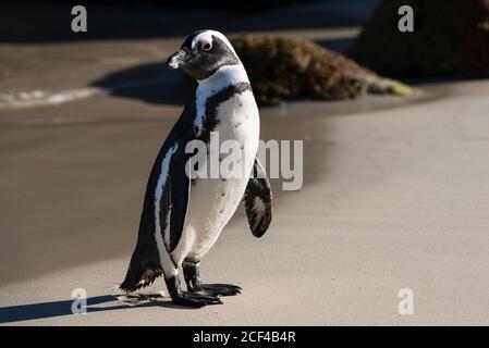 Afrikanische Pinguine (auch als Jackass-Pinguine und Spheniscus demersus bezeichnet) am Boulders Beach, einer geschützten Bucht zwischen Simon's Town und Cape Point. Stockfoto