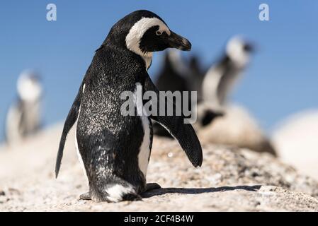 Afrikanische Pinguine (auch als Jackass-Pinguine und Spheniscus demersus bezeichnet) am Boulders Beach, einer geschützten Bucht zwischen Simon's Town und Cape Point. Stockfoto