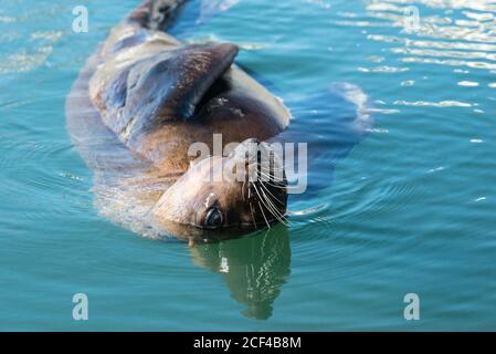 Nahaufnahme der braunen Fellrobbe (Arctocephalus pusillus) im Wasser in der V&A Waterfront Marina, Kapstadt Stockfoto