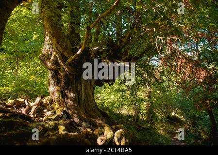 Malerischer Blick auf starken alten Baum mit dicken Stamm und Wurzeln ragen aus dem Boden Stockfoto