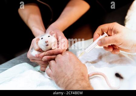 Crop Hände des männlichen Tierarztes Arzt macht Injektion für Haustier Ratte in der Klinik, während Besitzer halten Tier Stockfoto