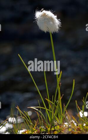 Nahaufnahme des weißen, flauschigen Blütenstands von Scheuchzer-Baumwollgras, Eriophorum scheuchzeri Stockfoto