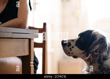 Neugierige schwarz-weiß gefleckte englische Setter beobachten als unkenntlich Frau am Tisch sitzen und essen in der hellen Küche der modernen Wohnung Stockfoto