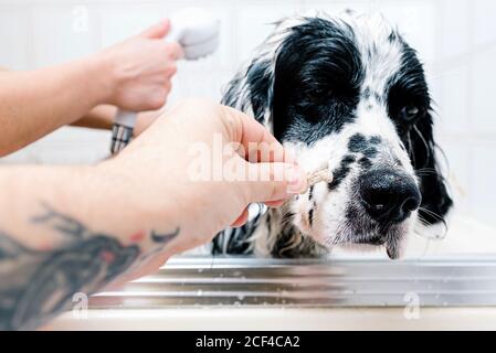 Crop männlichen Besitzer geben behandeln und beruhigend traurig englischen Setter Hund während gesichtslose Frau waschen Haustier in der Badewanne in hellen Badezimmer Stockfoto