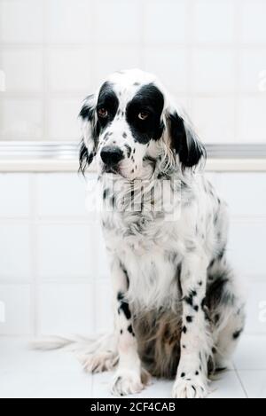 Ruhige schwarz-weiß gefleckte englische Setter Blick auf die Kamera Mit Interesse, während allein auf Licht Badezimmer sitzen Stockfoto