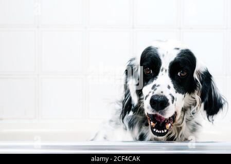 Ruhige schwarz-weiß gefleckte englische Setter Blick auf die Kamera Mit Interesse, während allein auf Licht Badezimmer sitzen Stockfoto