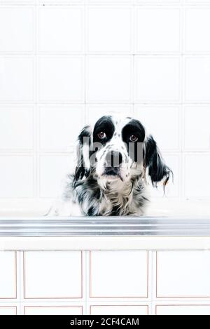 Ruhige schwarz-weiß gefleckte englische Setter Blick auf die Kamera Mit Interesse, während allein auf Licht Badezimmer sitzen Stockfoto