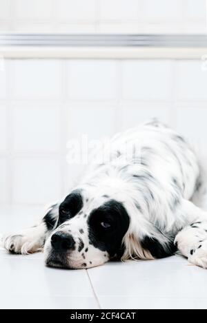 Calm schwarz-weiß getupft englischen Setter Blick weg mit Interesse beim Liegen allein auf Fliesenboden gegen verschwommenes Licht Wand zu Hause Stockfoto