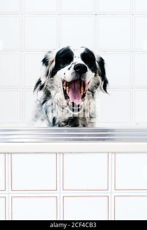 Ruhige schwarz-weiß gefleckte englische Setter Blick auf die Kamera Mit Interesse beim Gähnen allein auf Licht Badezimmer sitzen Stockfoto