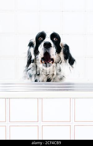 Ruhige schwarz-weiß gefleckte englische Setter Blick auf die Kamera Mit Interesse, während allein auf Licht Badezimmer sitzen Stockfoto