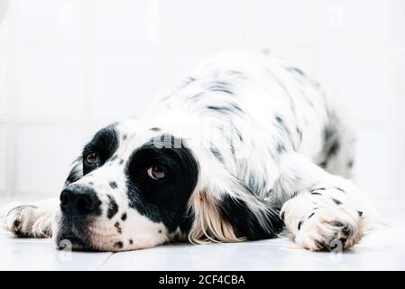 Calm schwarz-weiß getupft englischen Setter Blick weg mit Interesse beim Liegen allein auf Fliesenboden gegen verschwommenes Licht Wand zu Hause Stockfoto