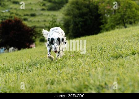 Neugierige Erwachsene Englisch Setter Hund Blick auf Kamera mit Interesse Beim Laufen entlang Rasen mit frischem üppigen Gras und klein wildblumen am Hang gegen verschwommene Bäume am Sommertag Stockfoto