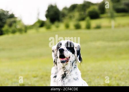 Neugierige Erwachsene Englisch Setter Hund Blick auf Kamera mit Interesse Beim Ausruhen entlang Rasen mit frischem üppigen Gras und klein wildblumen am Hang gegen verschwommene Bäume am Sommertag Stockfoto