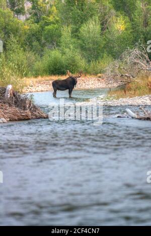 Bullengans überqueren den Fluss Stockfoto