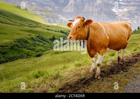 Nahaufnahme einer braunen Kuh mit Kuhglocke auf einer grünen Alm hoch oben in den Berner Alpen. Jungfrau Region, Schweiz Stockfoto