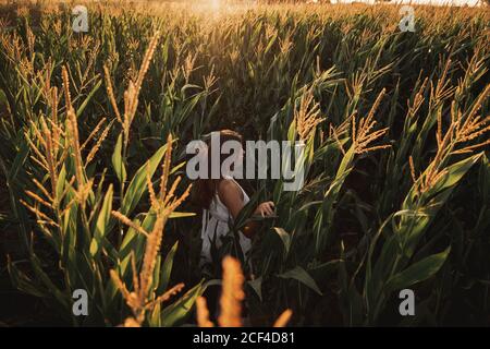 Rückansicht des Kindes zwischen reifen Ähren des Weizens Im Gegensatz dazu Sonnenlicht im Feld Stockfoto