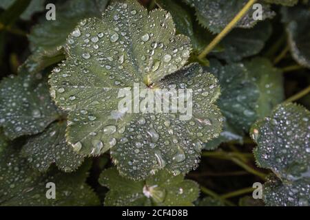 Regentropfen und Tau auf den Blättern nach dem Regen. Stockfoto