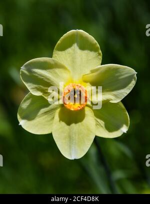 Einzelne Narzisse Stockfoto