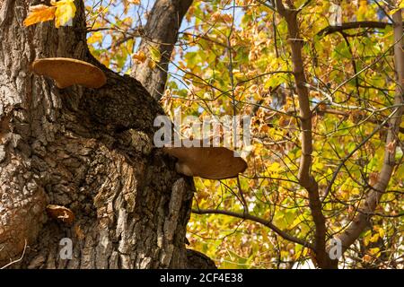 Zunder Pilz schuppig auf dem Stamm eines Baumes. Herbsthintergrund mit Pilzen im Wald. Parasitenpilze Blick von unten. Hell sonnig Herbst f Stockfoto