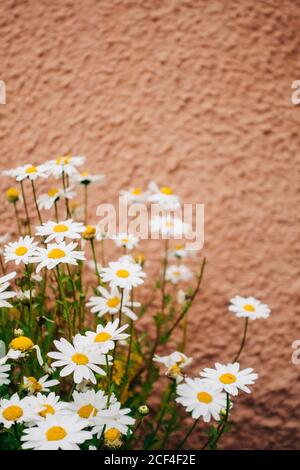 Gänseblümchen wächst in der Nähe einer Wand im Freien Stockfoto